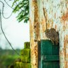 11 Spotted owlets on a vacant village house window / Jeunes hiboux tachetés sur la fenêtre d'une maison abandonnée - Milan Gandhi